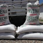 71 273 41990 528430244 sedea semilla pedro escobedo 05 09 2023 1 4 1000x563