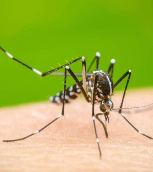 Dengue share