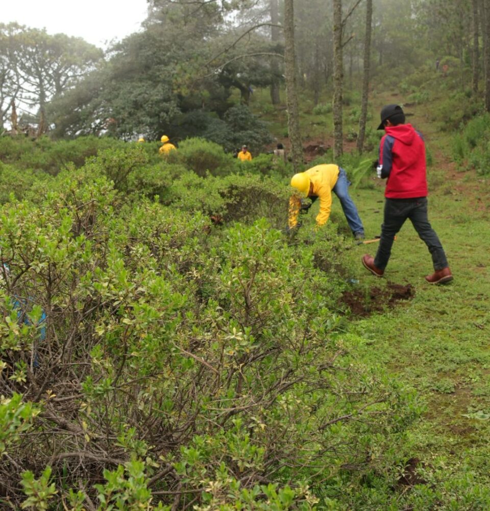 71 273 48566 605935705 sedea reforestacion pinal de amoles 17 07 2025 1