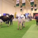 71 273 48659 2023077848 sedea fonaholstein 28 07 2025 9
