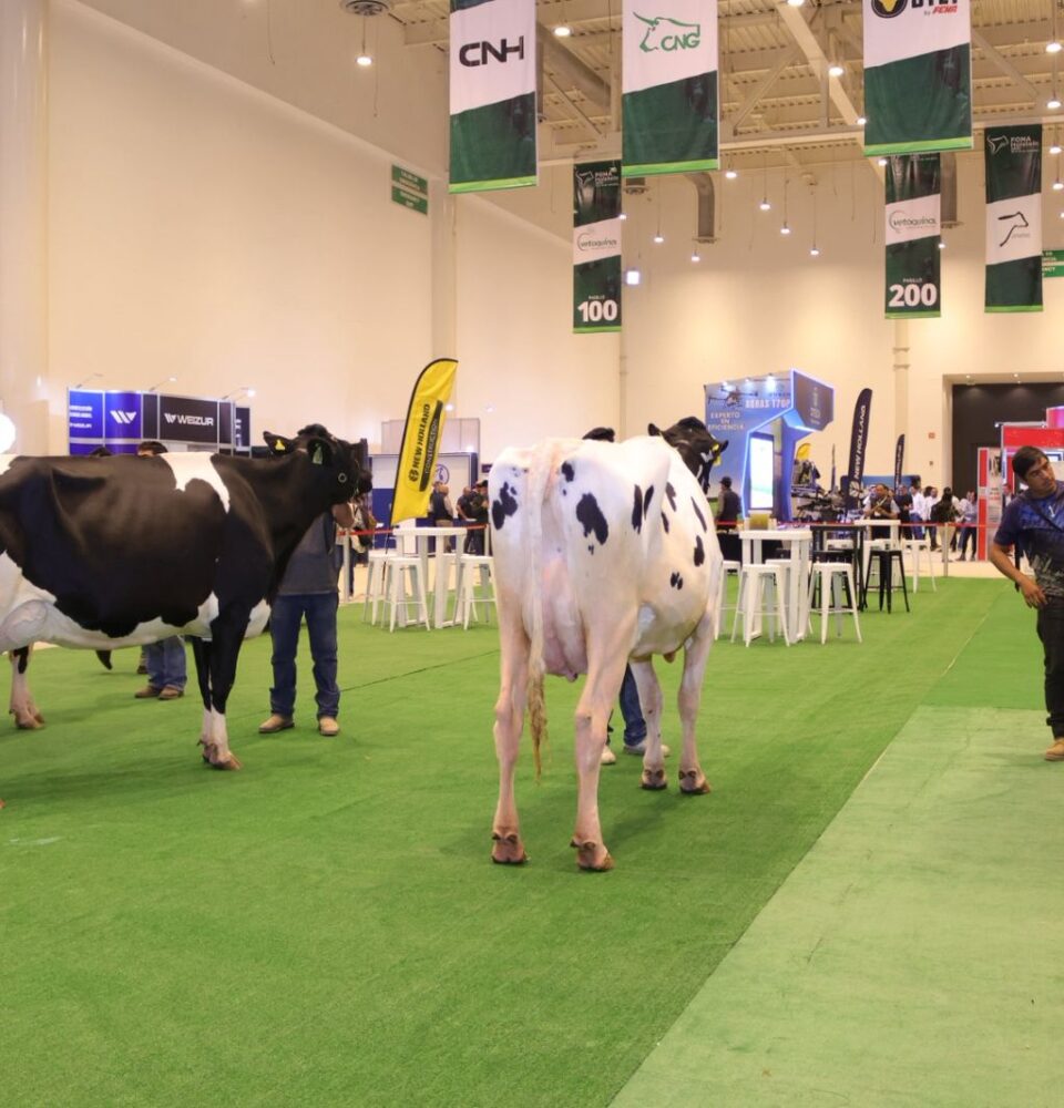 71 273 48659 2023077848 sedea fonaholstein 28 07 2025 9