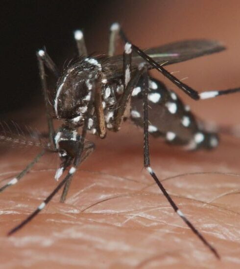 Dengue 1080x550