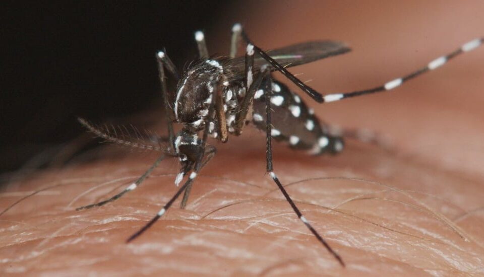Dengue 1080x550