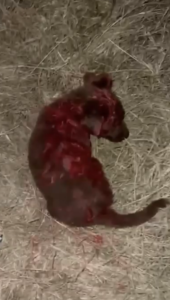 Captura de pantalla (121)