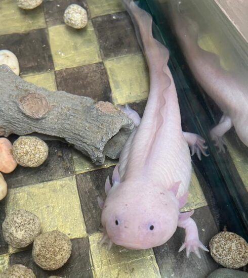 71 273 50445 406220750 28 01 26 Ajolotito4