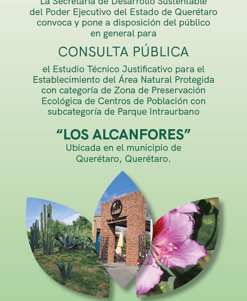71 273 50593 2022861886 LOS ALCANFORES